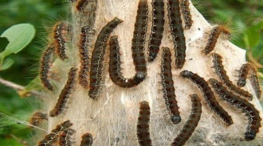 Farmers in Trouble! As Caterpillars Capture Farms